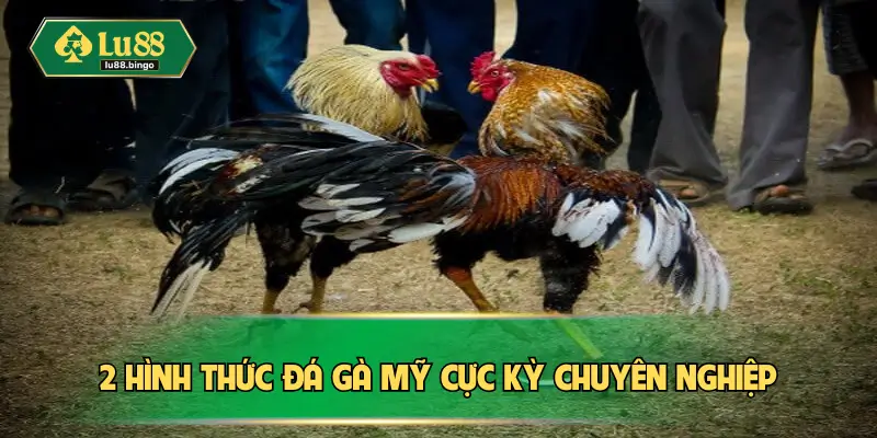 Đá Gà Mỹ – Hình Thức Chọi Kê Cực Kỳ Kịch Tính Tại Châu Á 2 hình thức đá gà Mỹ cực kỳ chuyên nghiệp