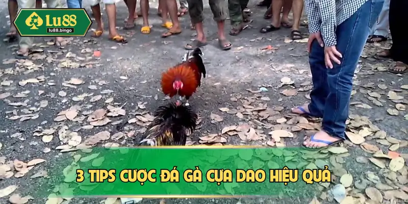 Đá Gà Cựa Dao – Quy Trình Tổ Chức Nghiêm Ngặt Từ A Đến Z 3 tips cược đá gà cựa dao hiệu quả