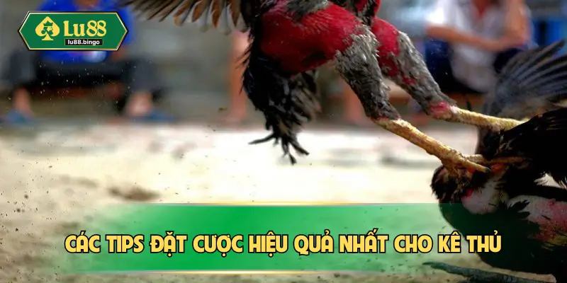 Đá Gà Mỹ – Hình Thức Chọi Kê Cực Kỳ Kịch Tính Tại Châu Á Các tips đặt cược hiệu quả nhất cho kê thủ