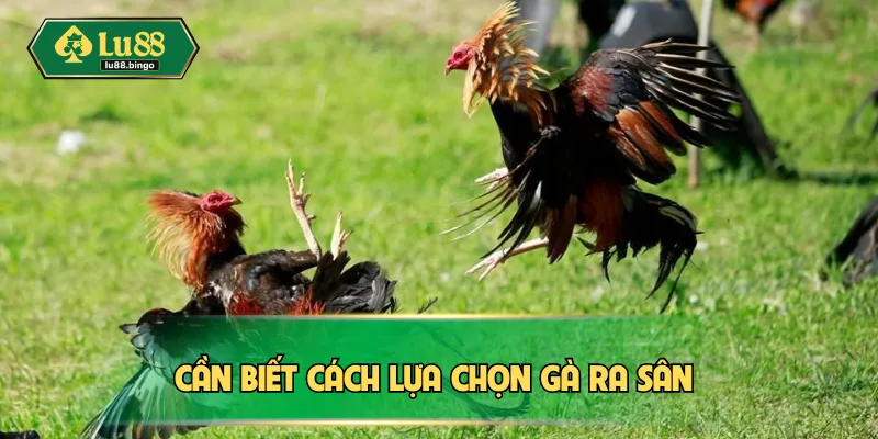 Đá Gà Cựa Sắt Là Gì? Kinh Nghiệm Thắng Lớn Chuẩn Đét Cần biết cách lựa chọn gà ra sân