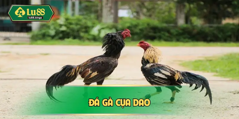 Đá Gà Cựa Dao – Quy Trình Tổ Chức Nghiêm Ngặt Từ A Đến Z da-ga-cua-dao
