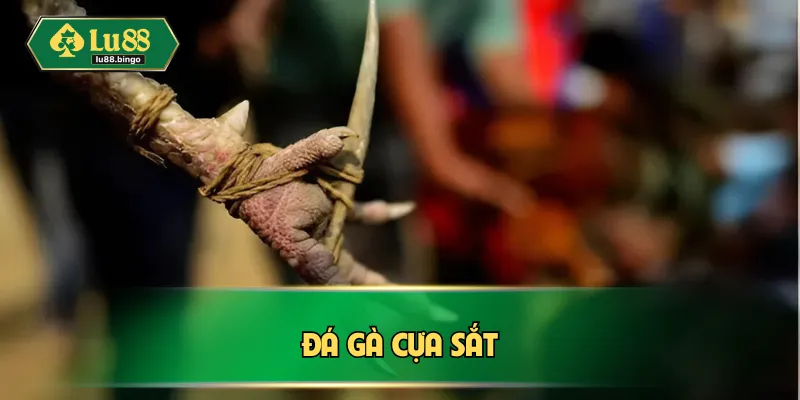Đá Gà Cựa Sắt Là Gì? Kinh Nghiệm Thắng Lớn Chuẩn Đét da ga cua sat