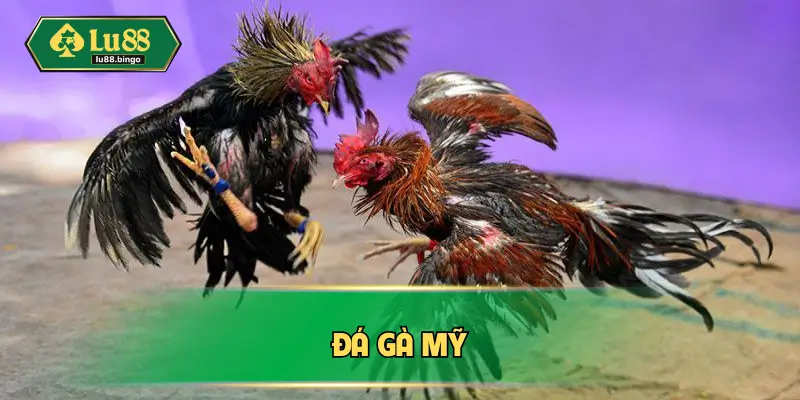 Đá Gà Mỹ – Hình Thức Chọi Kê Cực Kỳ Kịch Tính Tại Châu Á da-ga-my