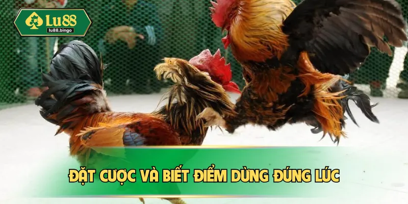 Đá Gà Cựa Sắt Là Gì? Kinh Nghiệm Thắng Lớn Chuẩn Đét Đặt cược và biết điểm dừng đúng lúc