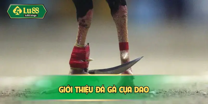 Đá Gà Cựa Dao – Quy Trình Tổ Chức Nghiêm Ngặt Từ A Đến Z Giới thiệu đá gà cựa dao