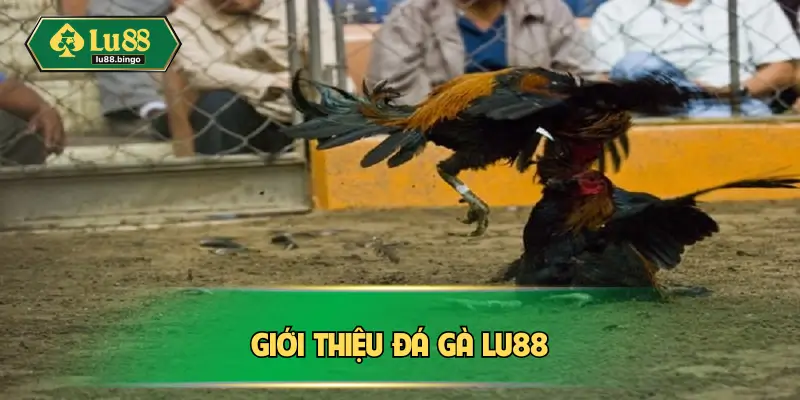 Giới thiệu đá gà Lu88