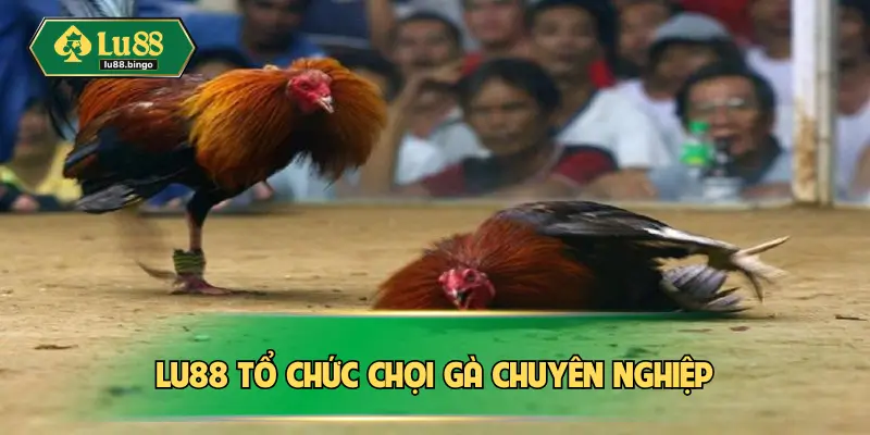 Đá Gà Cựa Dao – Quy Trình Tổ Chức Nghiêm Ngặt Từ A Đến Z Lu88 tổ chức chọi gà chuyên nghiệp