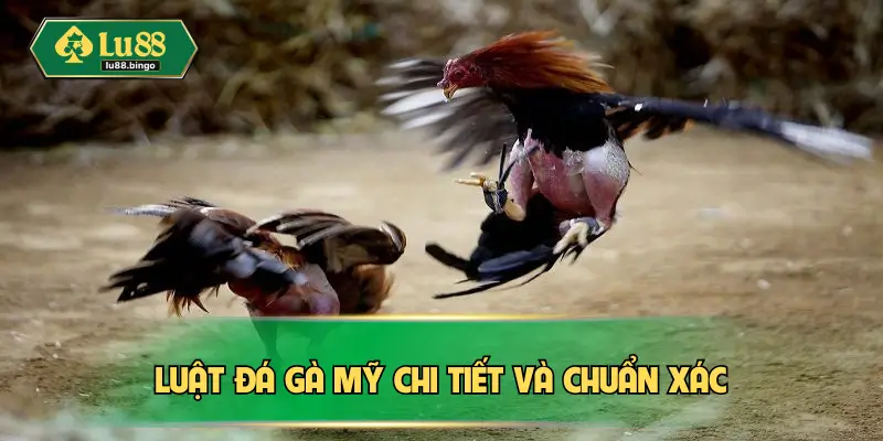 Đá Gà Mỹ – Hình Thức Chọi Kê Cực Kỳ Kịch Tính Tại Châu Á Luật đá gà Mỹ chi tiết và chuẩn xác