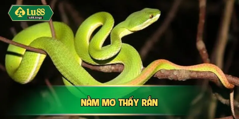 Nằm Mơ Thấy Rắn - Những Điềm Báo Quan Trọng Tiềm Ẩn nam mo thay ran