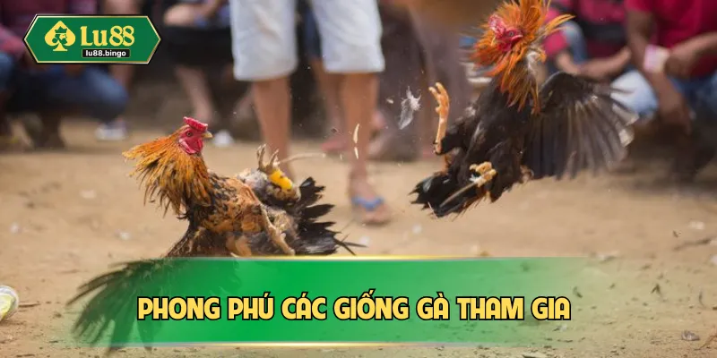 Đá Gà Cựa Sắt Là Gì? Kinh Nghiệm Thắng Lớn Chuẩn Đét Phong phú các giống gà tham gia