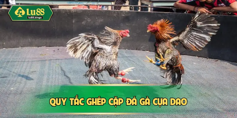 Đá Gà Cựa Dao – Quy Trình Tổ Chức Nghiêm Ngặt Từ A Đến Z Quy tắc ghép cặp đá gà cựa dao