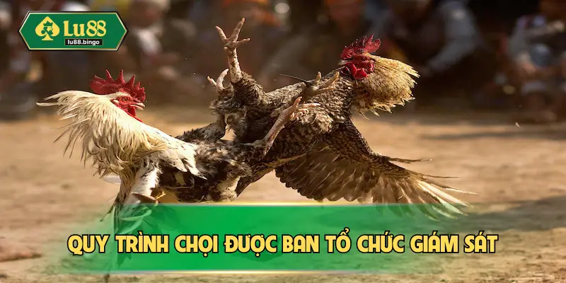 Đá Gà Cựa Dao – Quy Trình Tổ Chức Nghiêm Ngặt Từ A Đến Z Quy trình chọi được ban tổ chức giám sát