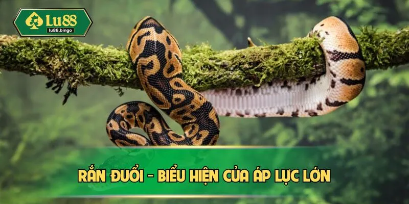 Nằm Mơ Thấy Rắn - Những Điềm Báo Quan Trọng Tiềm Ẩn Rắn đuổi - Biểu hiện của áp lực lớn