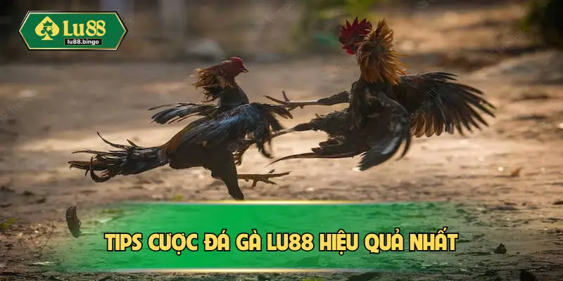 Tips cược đá gà Lu88 hiệu quả nhất