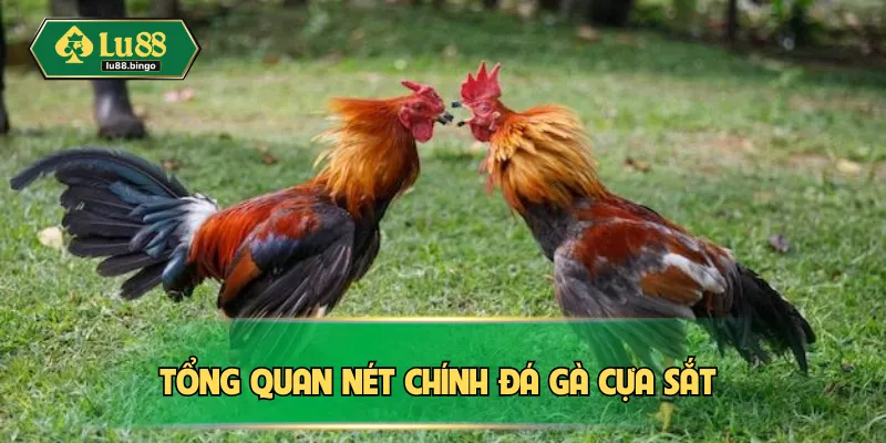 Đá Gà Cựa Sắt Là Gì? Kinh Nghiệm Thắng Lớn Chuẩn Đét Tổng quan nét chính đá gà cựa sắt