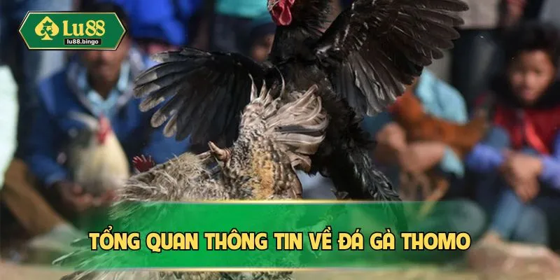 Đá Gà Thomo - Cược Nhanh Tay, Chơi Ngay Thắng Đậm Tại LU88 Tổng quan thông tin về đá gà Thomo