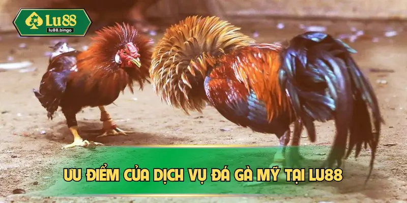 Đá Gà Mỹ – Hình Thức Chọi Kê Cực Kỳ Kịch Tính Tại Châu Á Ưu điểm của dịch vụ đá gà Mỹ tại Lu88